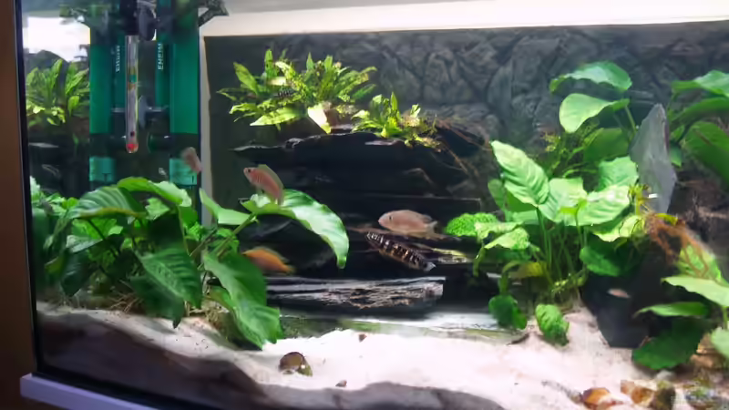 Aquarium Aestuarium Tanganicanum von Algernon (3)