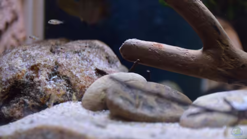 Aquarium African Dream / Nur noch Beispiel / von Didi (10)