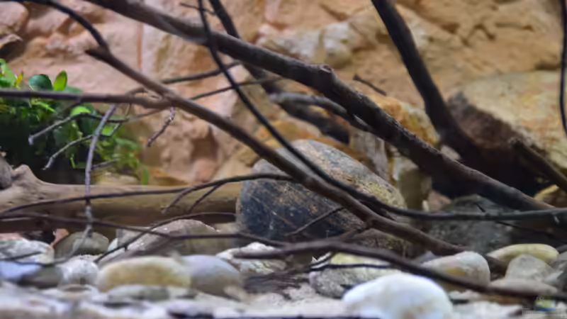 Aquarium African Dream / Nur noch Beispiel / von Didi (13)