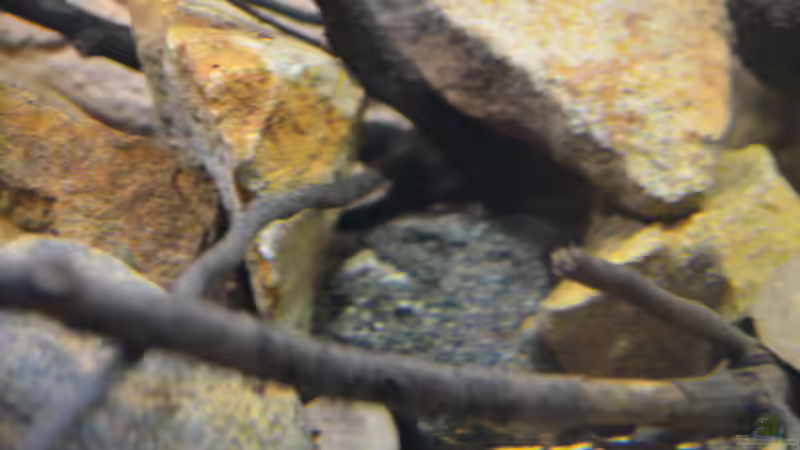 Aquarium African Dream / Nur noch Beispiel / von Didi (14)