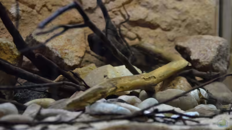 Aquarium African Dream / Nur noch Beispiel / von Didi (16)