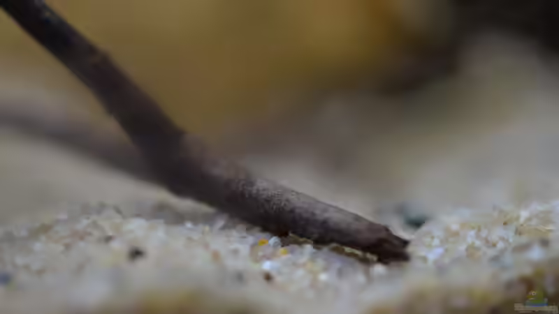 Aquarium African Dream / Nur noch Beispiel / von Didi (17)