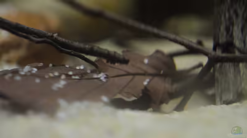 Aquarium African Dream / Nur noch Beispiel / von Didi (18)