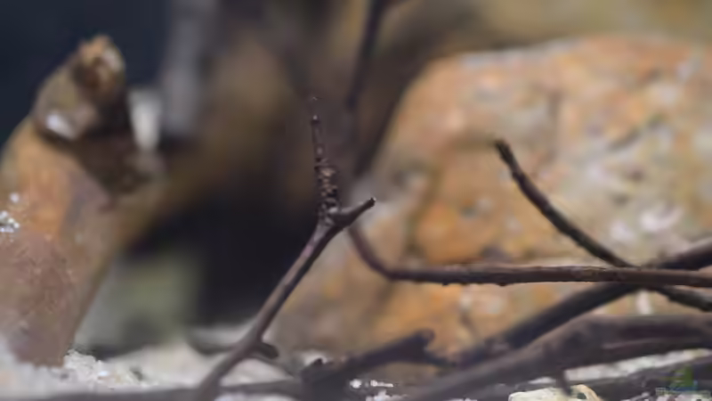 Aquarium African Dream / Nur noch Beispiel / von Didi (20)