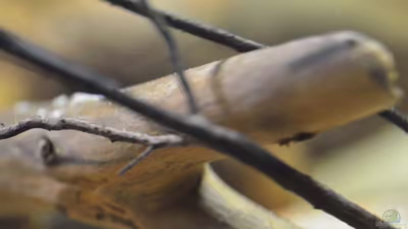 Aquarium African Dream / Nur noch Beispiel / von Didi (21)