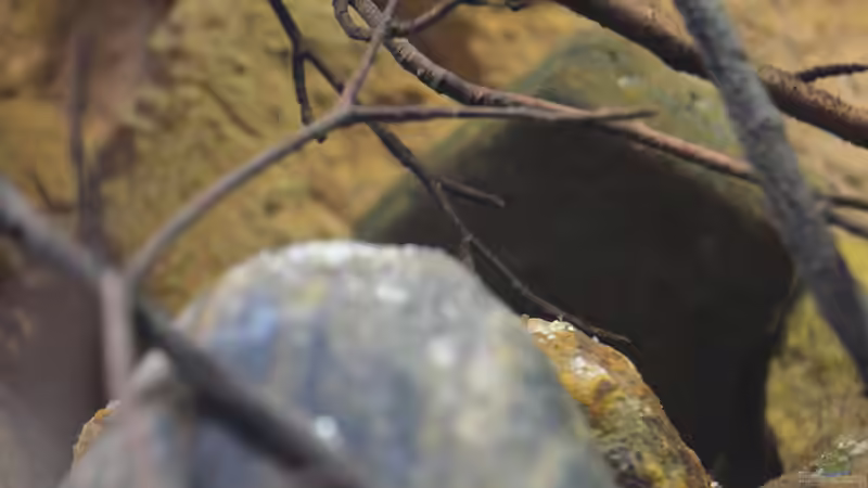 Aquarium African Dream / Nur noch Beispiel / von Didi (22)