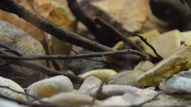 Aquarium African Dream / Nur noch Beispiel / von Didi (3)