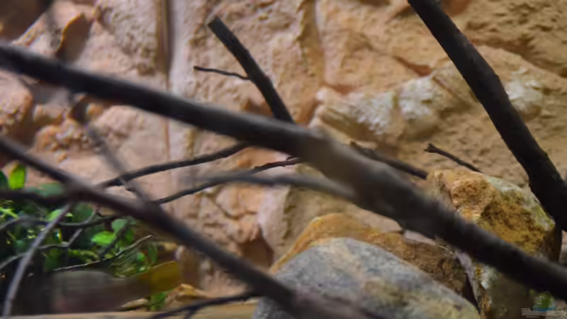 Aquarium African Dream / Nur noch Beispiel / von Didi (5)