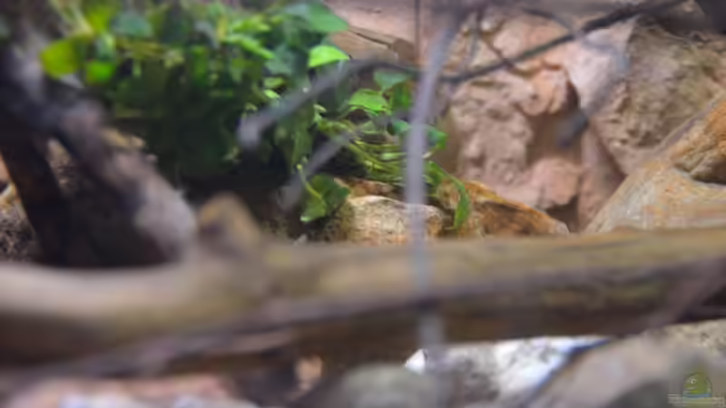 Aquarium African Dream / Nur noch Beispiel / von Didi (8)