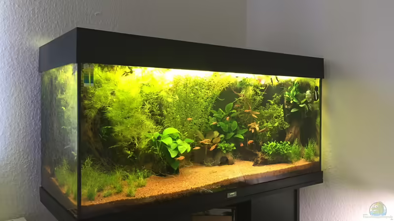 Aquarium African Life von DavidK31 (2)