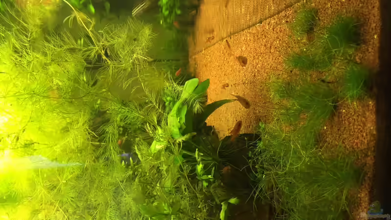 Aquarium African Life von DavidK31 (3)