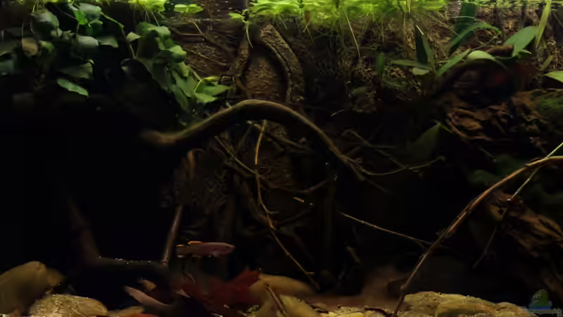 Aquarium african passion von die Perle... (13)