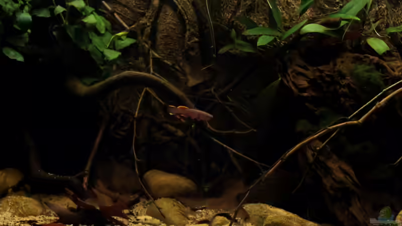 Aquarium african passion von die Perle... (14)