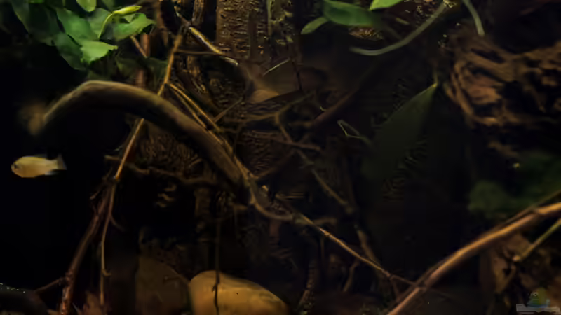 Aquarium african passion von die Perle... (19)