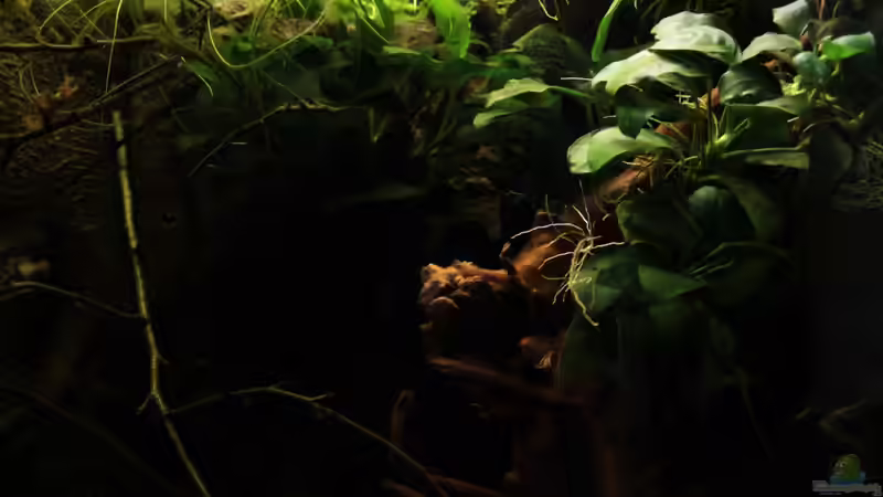 Aquarium african passion von die Perle... (20)