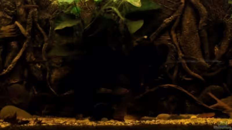 Aquarium african passion von die Perle... (3)