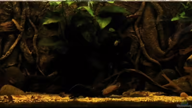 Aquarium african passion von die Perle... (5)