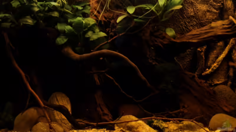 Aquarium african passion von die Perle... (6)