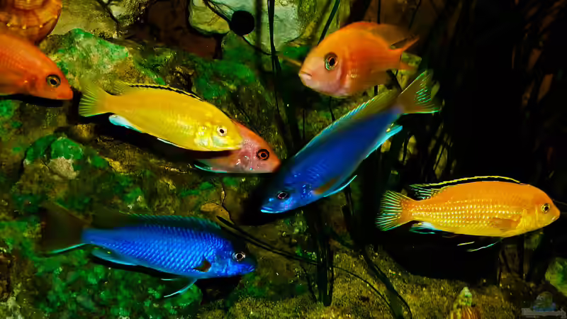 Aquarium African sun von H@rdy ><((((°> (10)