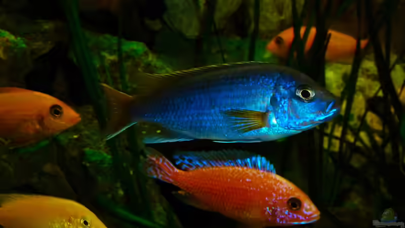 Aquarium African sun von H@rdy &gt;&lt;((((°&gt; (11)