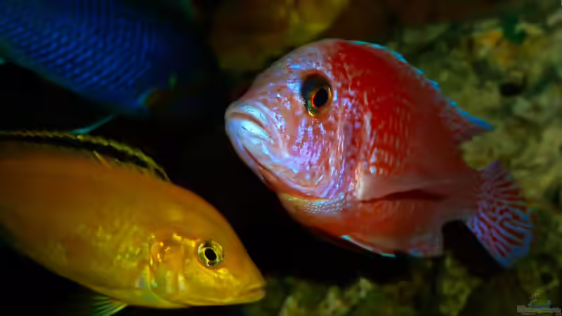 Aquarium African sun von H@rdy &gt;&lt;((((°&gt; (12)