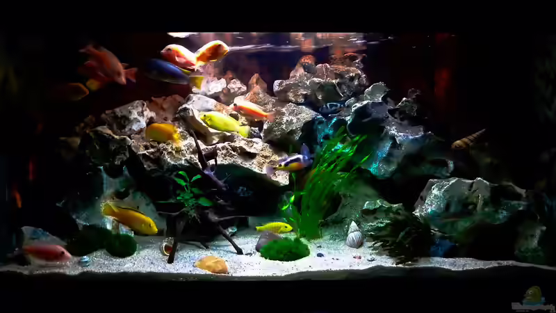 Aquarium African sun von H@rdy &gt;&lt;((((°&gt; (2)