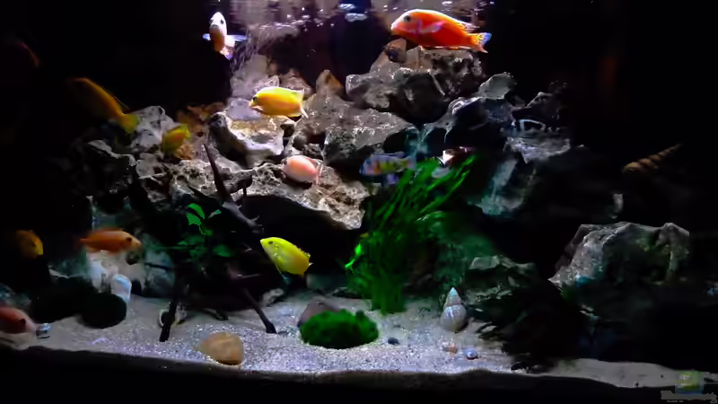 Aquarium African sun von H@rdy &gt;&lt;((((°&gt; (3)