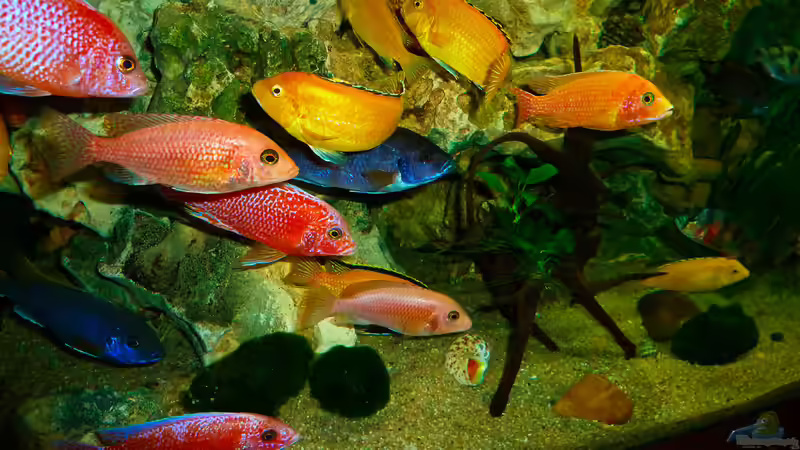 Aquarium African sun von H@rdy &gt;&lt;((((°&gt; (5)