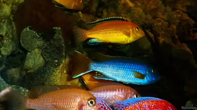 Aquarium African sun von H@rdy &gt;&lt;((((°&gt; (7)