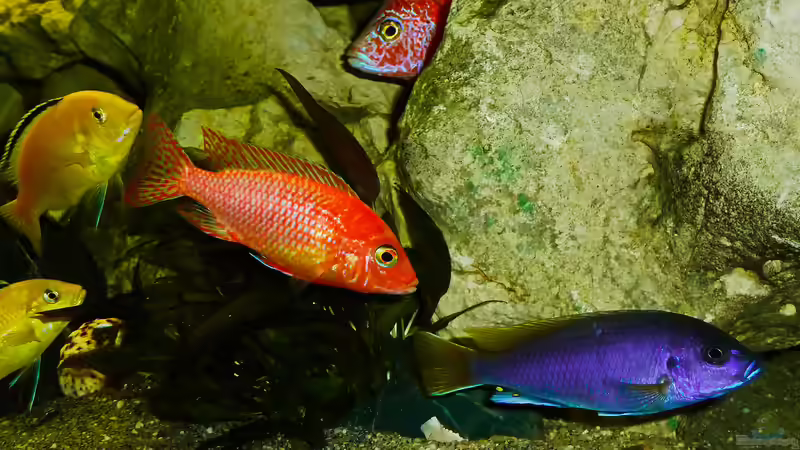 Aquarium African sun von H@rdy &gt;&lt;((((°&gt; (8)