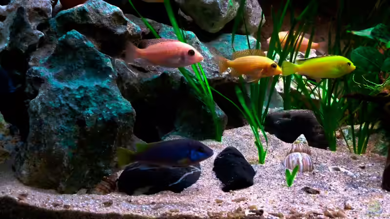 Aquarium African sun von H@rdy &gt;&lt;((((°&gt; (9)