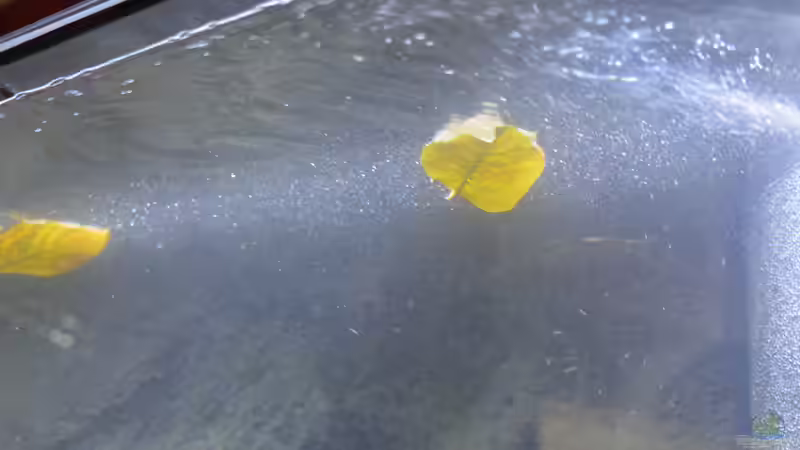 Aquarium African Symphonie/ Nur noch Beispiel von Didi (11)