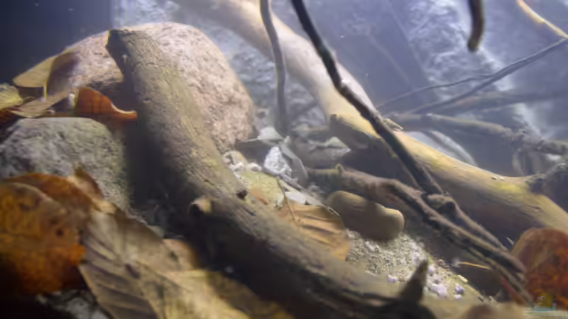 Aquarium African Symphonie/ Nur noch Beispiel von Didi (16)