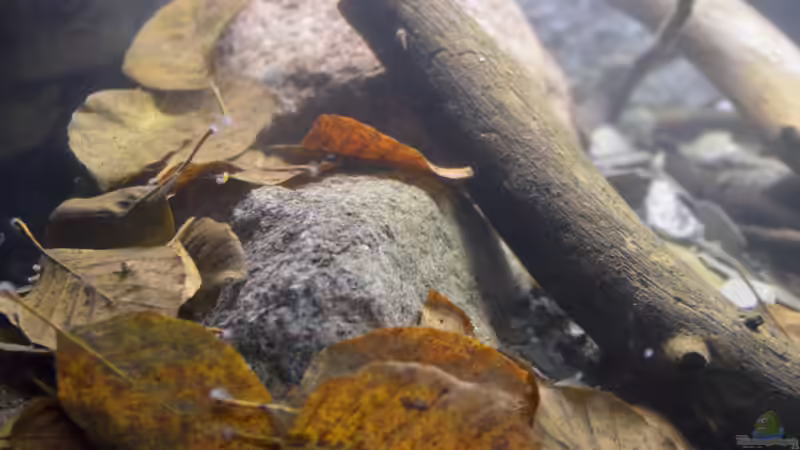 Aquarium African Symphonie/ Nur noch Beispiel von Didi (17)