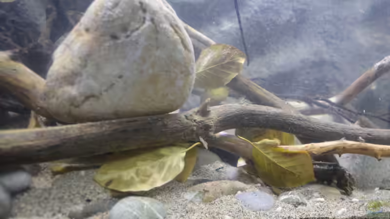 Aquarium African Symphonie/ Nur noch Beispiel von Didi (3)