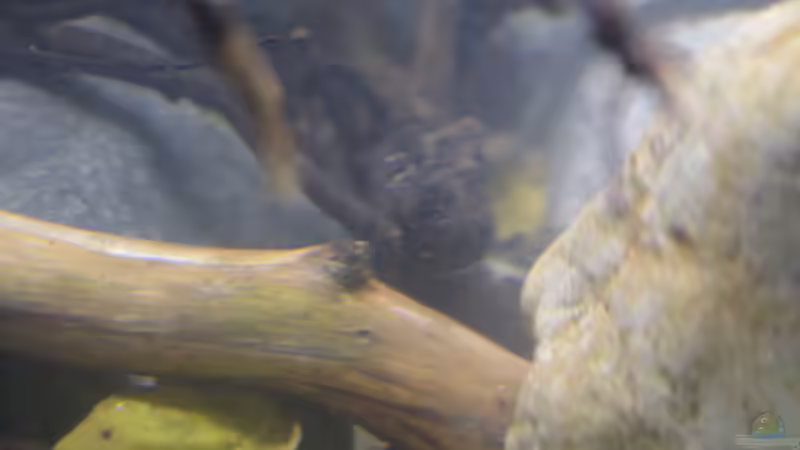 Aquarium African Symphonie/ Nur noch Beispiel von Didi (4)