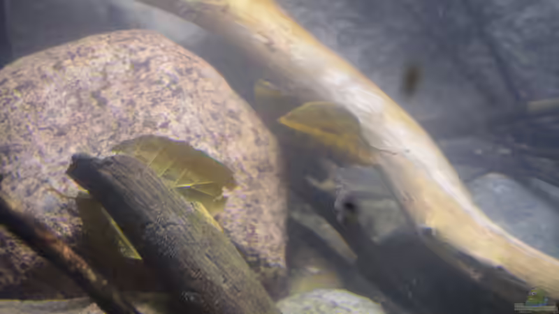 Aquarium African Symphonie/ Nur noch Beispiel von Didi (5)