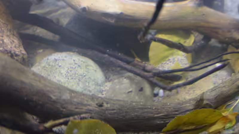 Aquarium African Symphonie/ Nur noch Beispiel von Didi (7)