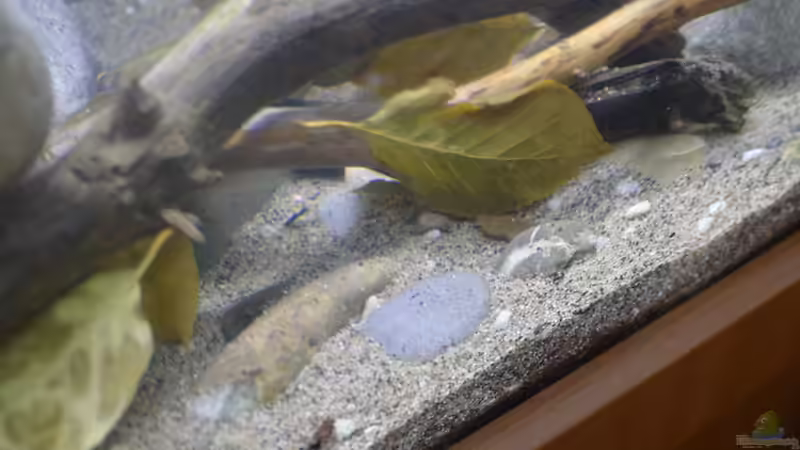 Aquarium African Symphonie/ Nur noch Beispiel von Didi (8)