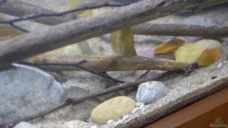 Aquarium African Symphonie/ Nur noch Beispiel von Didi (9)