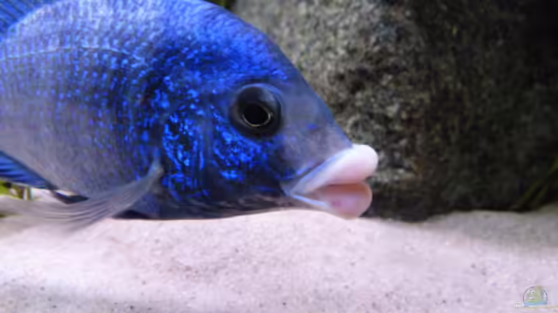 Aquarium African Tank Pl.Mdoka von MJ (11)