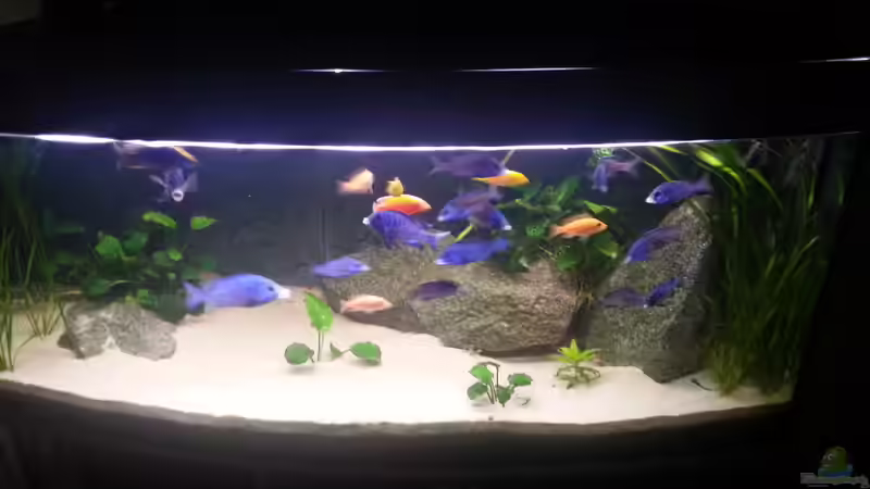 Aquarium African Tank Pl.Mdoka von MJ (12)