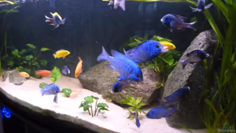 Aquarium African Tank Pl.Mdoka von MJ (4)