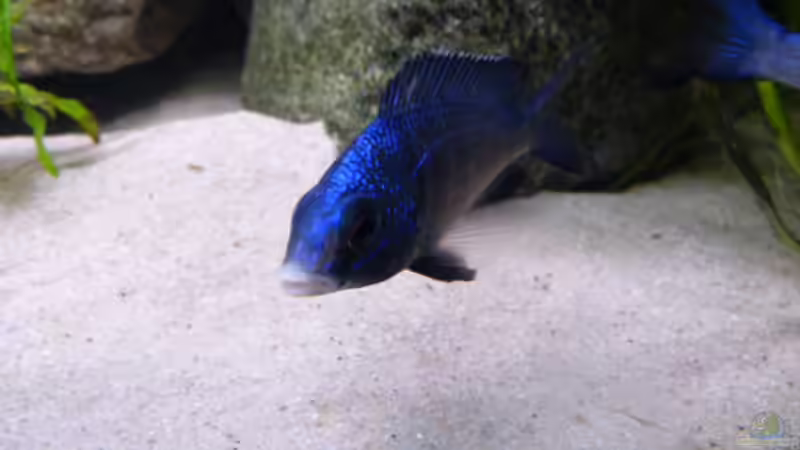 Aquarium African Tank Pl.Mdoka von MJ (5)