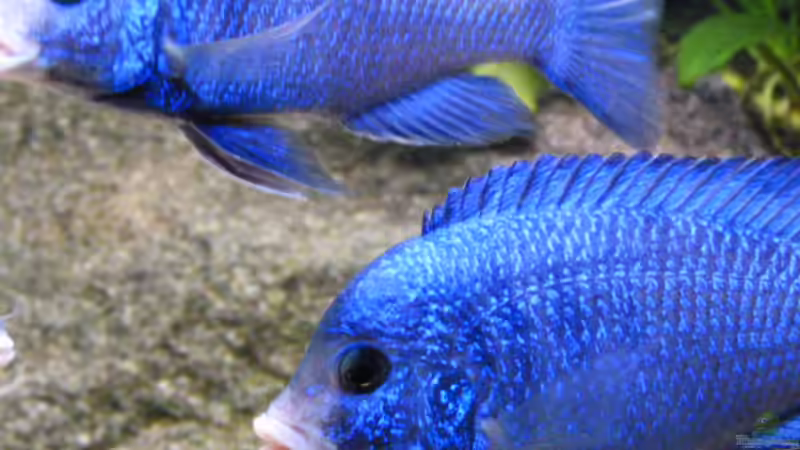 Aquarium African Tank Pl.Mdoka von MJ (7)