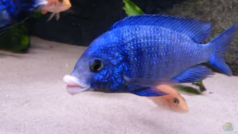 Aquarium African Tank Pl.Mdoka von MJ (8)