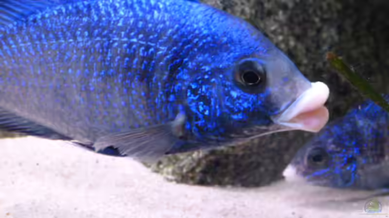 Aquarium African Tank Pl.Mdoka von MJ (9)