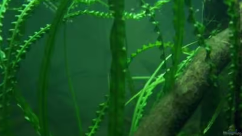 Aquarium Afrika ... nur noch als Beispiel von Eginger (10)