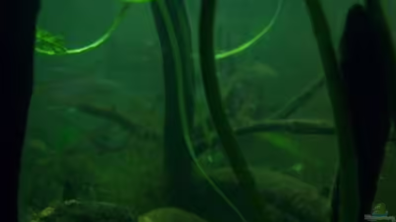 Aquarium Afrika ... nur noch als Beispiel von Eginger (11)