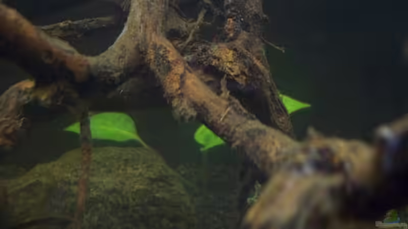 Aquarium Afrika ... nur noch als Beispiel von Eginger (12)